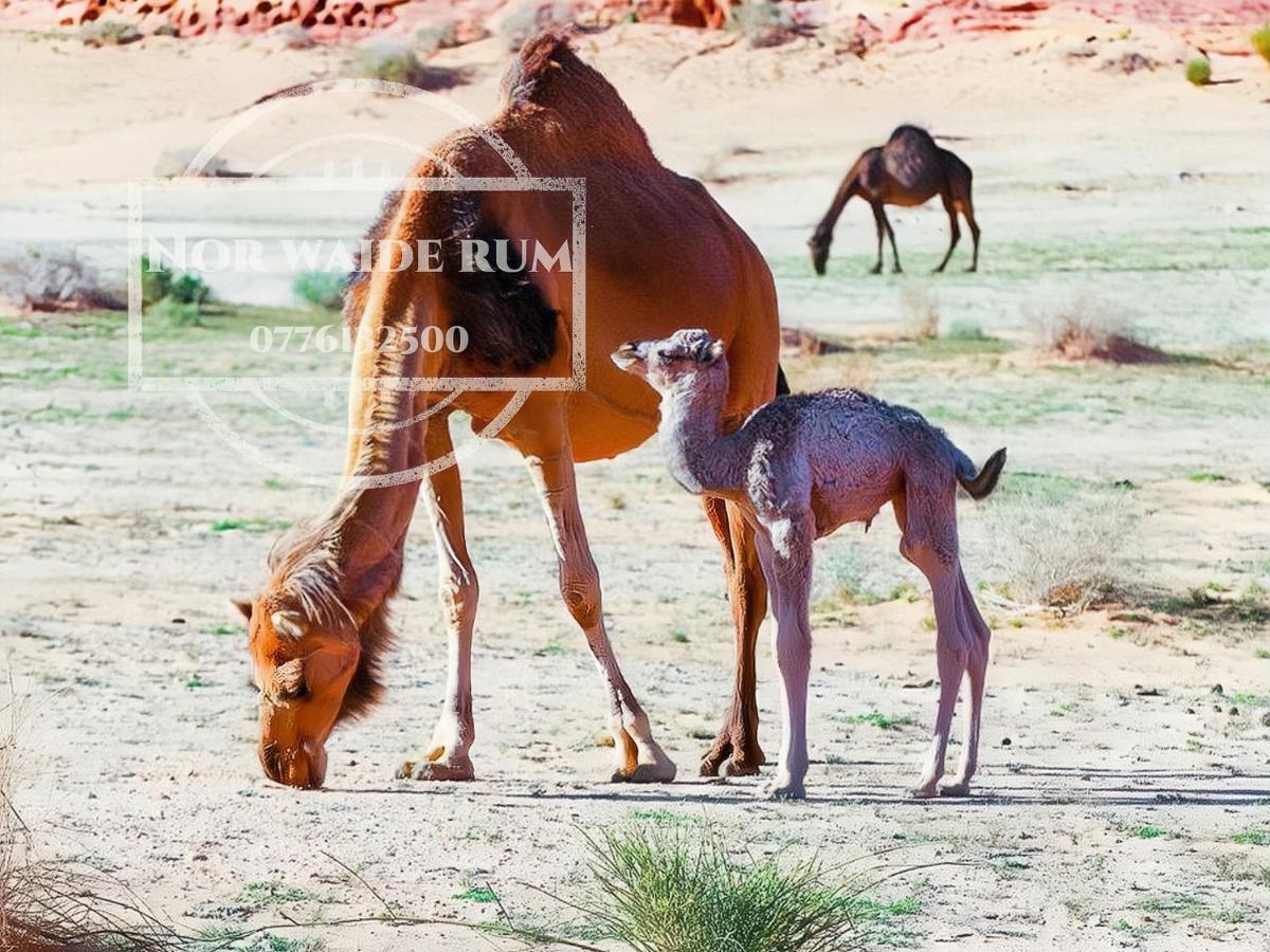 Nor Wadi Rum Luaran gambar