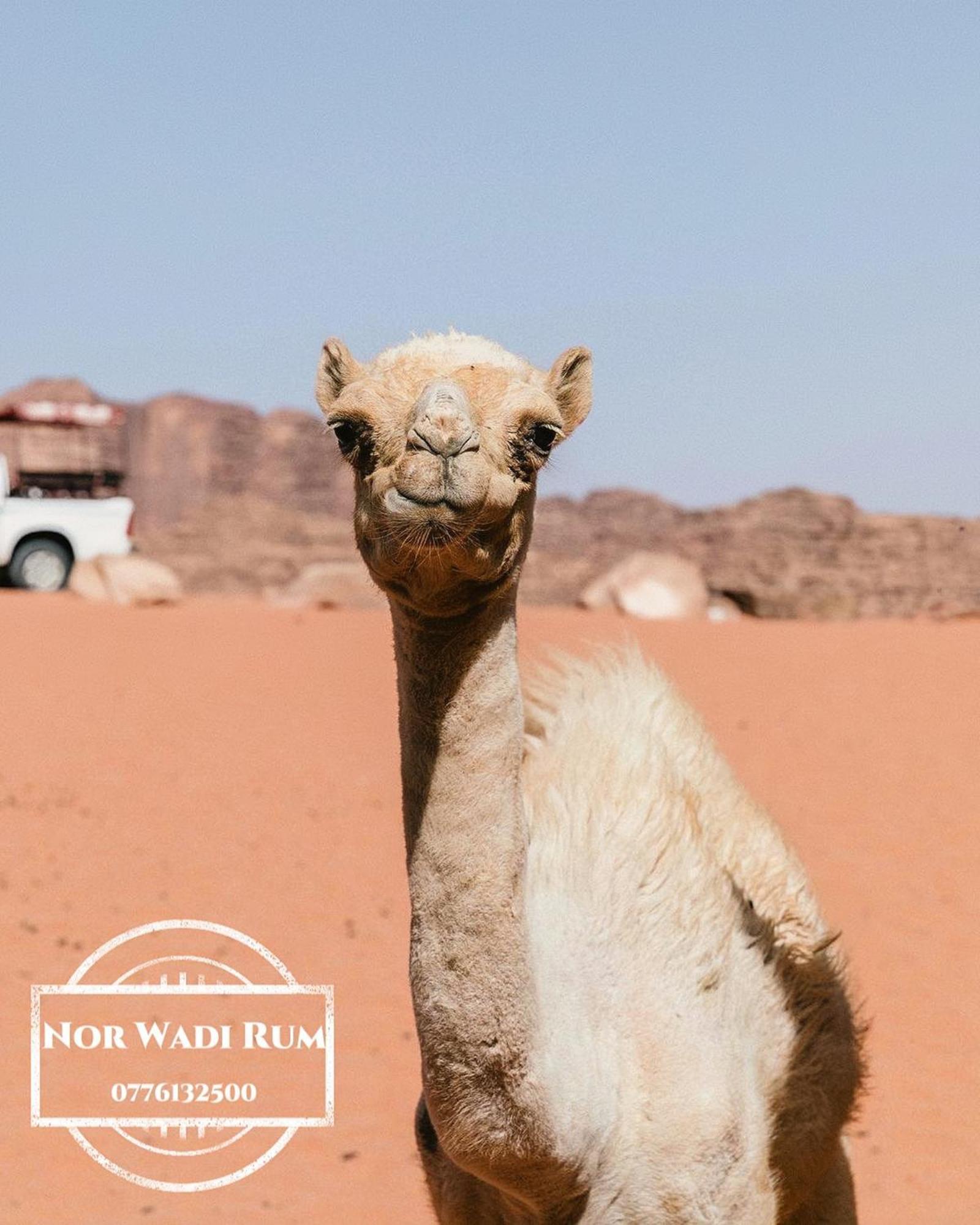 Nor Wadi Rum Luaran gambar